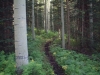 woodslake_trail